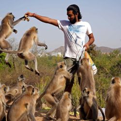 Un hombre alimenta a los monos langur durante un encierro en medio de la pandemia del coronavirus Covid-19 en Pushkar. | Foto:Himanshu Sharma / AFP