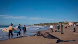 El joven ejemplar de ballena jorobada apareció, sin vida, en las playas del sur marplatense.