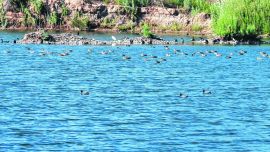 El proyecto está siendo llevado a cabo en la ciudad rionegrina de Cervantes