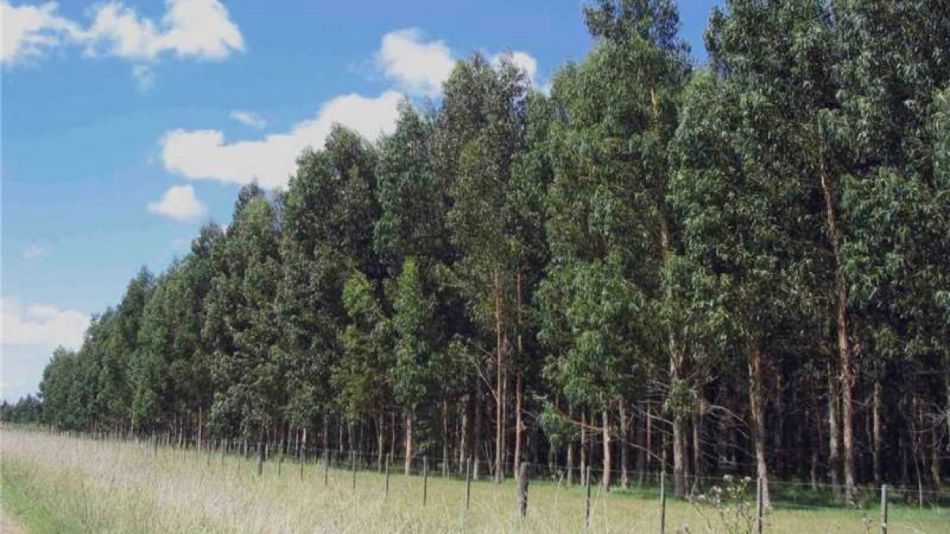 Forestación