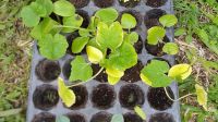 Plantines