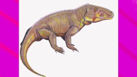 Esta nueva y milenaria especie de reptil fue bautizada “Bharitalasuchus tapani”.