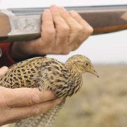 A juzgar por los guías y campesinos, habrá gran cantidad de fauna debido a que el año pasado la temporada de caza estuvo cerrada por la cuarentena.
