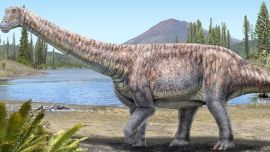 El hallazgo de este fósil se realizó en los 90.