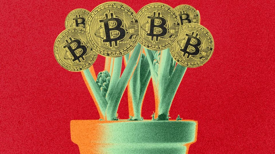 Buenos Aires Times | Cryptocurrencies