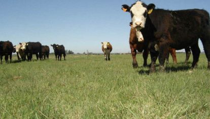 La ganadería ocupa 65 millones de hectáreas en Argentina.