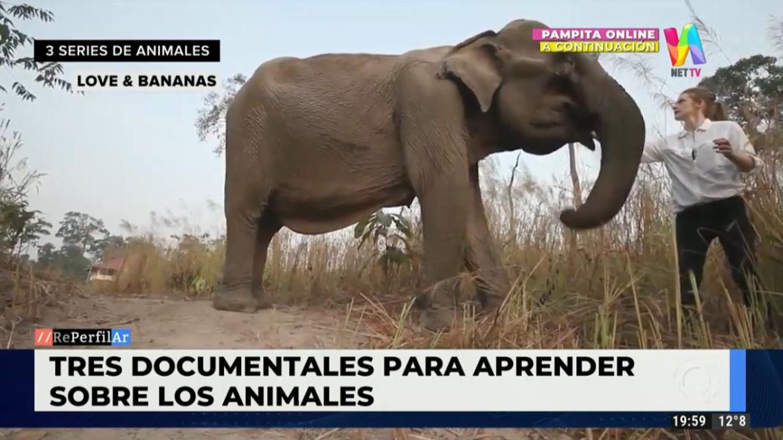 Tres documentales para aprender sobre los animales | Perfil