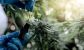 cannabis