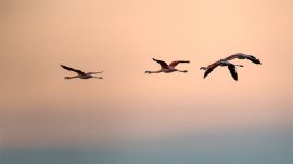 Se ha creado en Parque Nacional Miramar de Ansenuza en Córdoba.