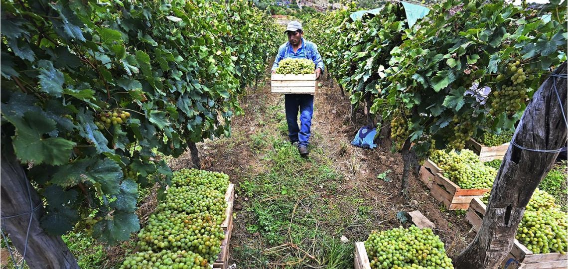 Bolivian wine-growers banking on 'distinctive' altitude flavor | Buenos ...