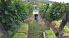 Bolivia high altitude wines