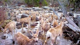 La conservación de las migraciones es compleja y enfrenta un desafío singular.