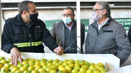 Certificación de limones para exportar a la UE
