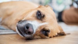 Cuando se producen cambios en la naturaleza comienza el sufrimiento para los perros alérgicos. Una limpieza frecuente de los ojos con agua limpia les puede aliviar las molestias. Foto: Robert Günther/dpa