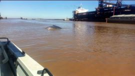 La ballena fue vista cerca del mediodía del pasado miércoles.