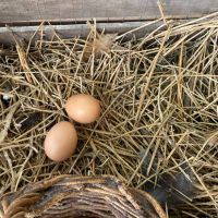 Gallinero, la nueva apuesta natural de Juliana Awada