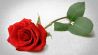 The name of the rose column Michael