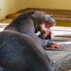 Las alteraciones y la pérdida de hábitat, y la caza furtiva para el uso de su piel llevaron a la especie a desaparecer del país a finales del siglo XX. 