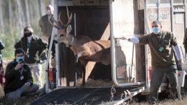La liberación del ciervo del pantano Aucan en una reserva cercana al Delta. Foto Gonzalo Prados.