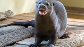 En un primer momento vivirá en un gran recinto de presuelta a orillas de la laguna Paraná.