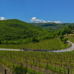 Los ciclistas recorren viñedos durante la duodécima etapa de la carrera ciclista Giro d'Italia 2021, 212 km entre Siena y Bagno di Romagna. | Foto:Dario Belingheri / AFP