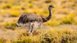 Los choiques son aves de la familia de los ñandúes, exclusivas de Sudamérica. Crédito: Franco Bucci.