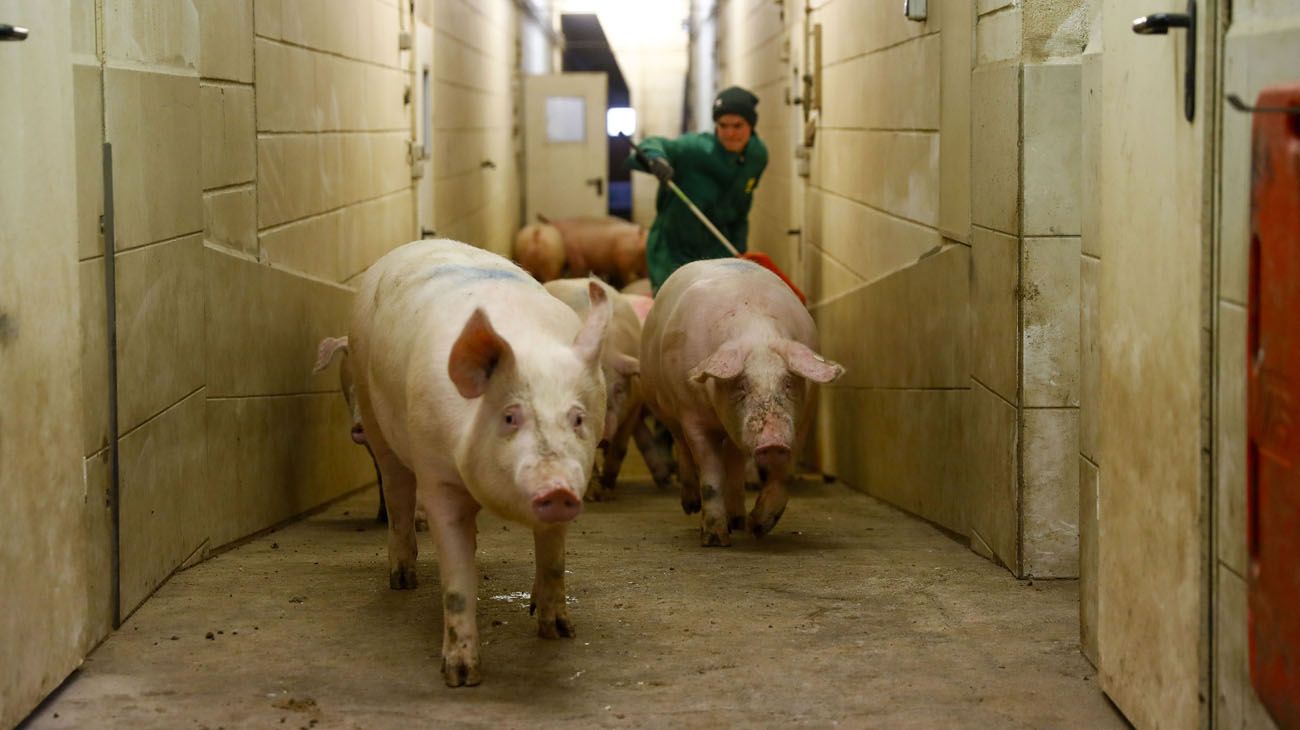 China culpa a cerdos ‘gigantes’ por caída en precios de carne