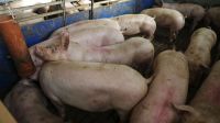 China culpa a cerdos ‘gigantes’ por caída en precios de carne 20210526