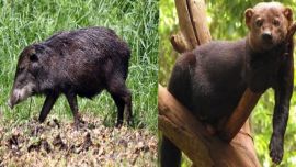 Hasta el momento, no se tenían datos sobre la presencia de estas dos especies en Santa Fe.