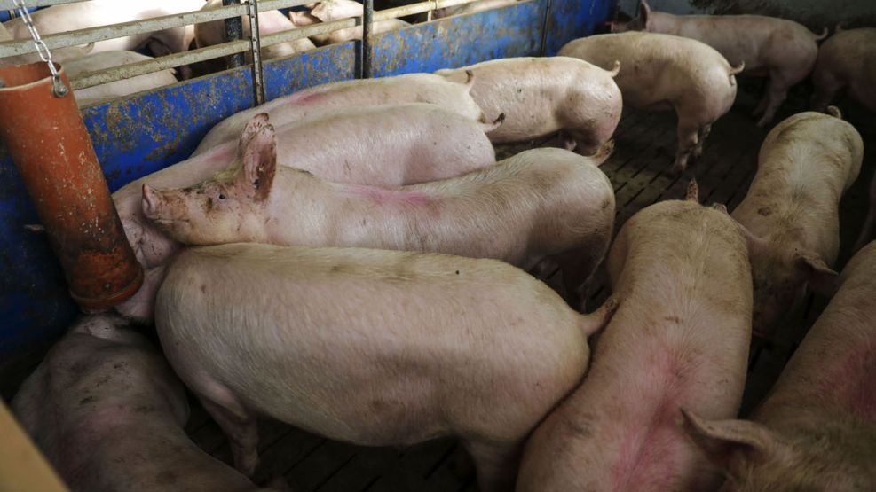 China culpa a cerdos ‘gigantes’ por caída en precios de carne 20210526
