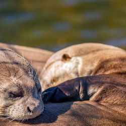 La especie se encuentra en extinción tanto en la Argentina como en Uruguay.