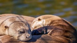 La especie se encuentra en extinción tanto en la Argentina como en Uruguay.