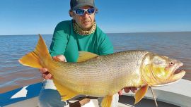 Uno de los buenos dorados logrado con posta de sábalo fresco. Pescar al garete o anclado es la decisión más difícil que debemos tomar. Cuidemos el recurso: pesca y devolución.