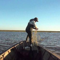 Según los especialistas, la presión o el estrés que están sufriendo los peces es grande.