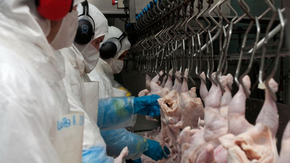 Argentina vuelve a exportar carne aviar a la UE