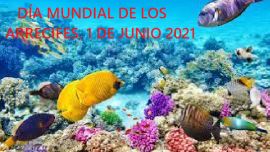 El planeta podría perder los arrecifes de coral vivos en el mundo para el año 2050.