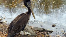 El pelicano peruano apareció en el patio de una casa rionegrina.
