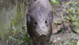 La especie fue redescubierta en 1971.