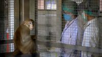 Testeos de vacunas en animales-20210603