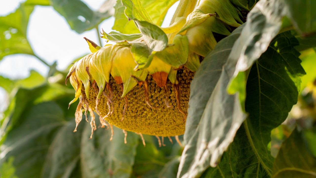 Por la sequía, el girasol tuvo su peor cosecha en 12 años | Perfil