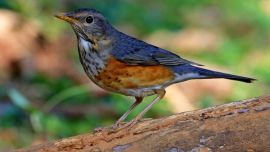 Maldiojo me enseñó a cazar gorriones con una media vieja de lanilla desechada por su madre.