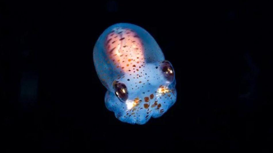 Calamares NASA