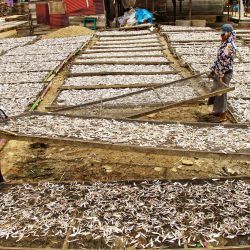 En la foto se ven a trabajadores secando anchoas en un pueblo de pescadores en Lhokseumawe, Aceh. | Foto:Azwar Ipank / AFP