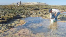 La investigación determinó que el método de extracción comenzó en la década de 1920, en las costas del Golfo San Matías