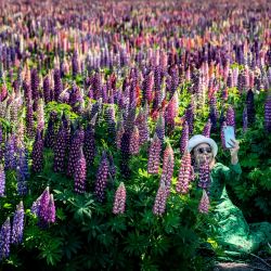 Una mujer se toma una selfie en un campo de altramuces en plena floración cerca de Sollested en la isla de Lolland en Dinamarca. | Foto:Mads Claus Rasmussen / Ritzau Scanpix / AFP