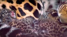 Al final, Mbareté es una hembra, al igual que su hermana, Arami.