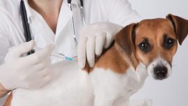 La vacuna contra la rabia se aplica todos los años a los perros y gatos durante toda la vida del animal. Recordar que es obligatoria.