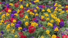 Siembra: Esta se debe realizar idealmente en otoño, pero también es posible al final del invierno o al inicio de la primavera.