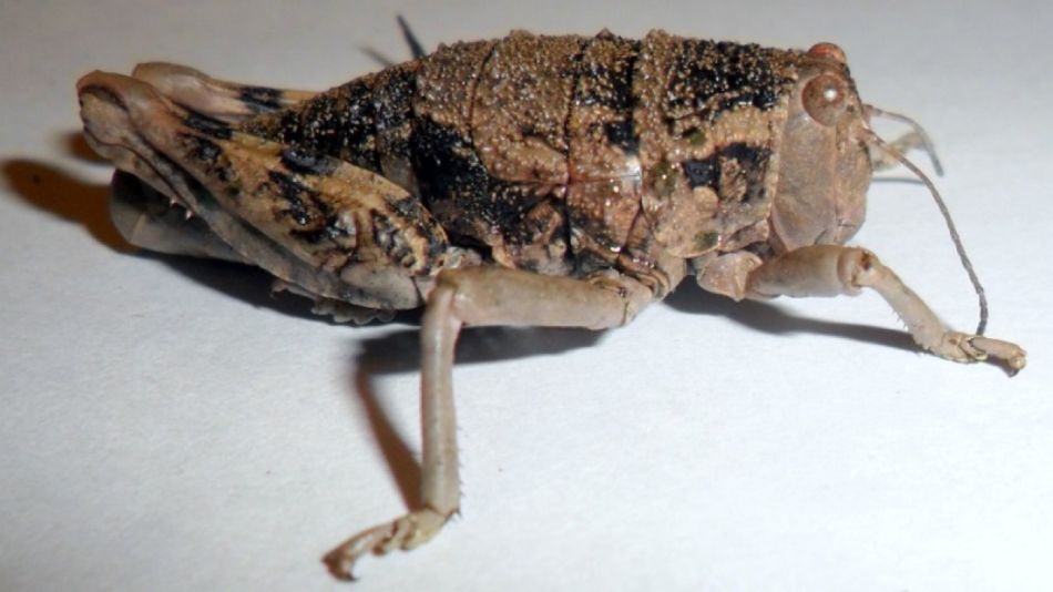 Tucura sapo