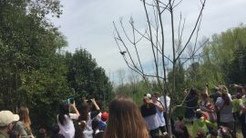 Las aves liberadas habían sido rescatadas en dos operativos contra el tráfico de fauna silvestre.